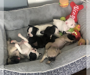 French Bulldog Litter for sale in YORKVILLE, IL, USA