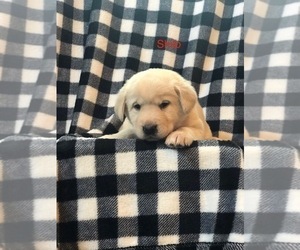 Goberian-Golden Labrador Mix Litter for sale in ROSSVILLE, IN, USA