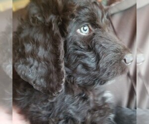 Medium Aussiedoodle