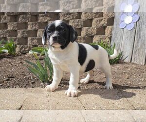 Labradoodle-Puggle Mix Litter for sale in SUGARCREEK, OH, USA
