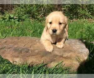 Golden Retriever Litter for sale in TOWER CITY, PA, USA