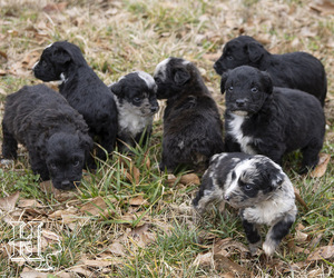 Miniature Australian Shepherd-Poodle (Standard) Mix Litter for sale in ELLENBORO, NC, USA