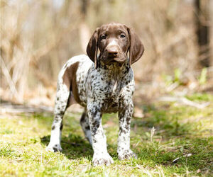 German Shorthaired Pointer Litter for sale in BRISTOL, IN, USA
