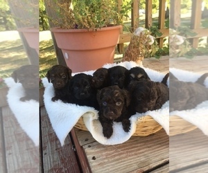 Cock-A-Poo-English Cocker Spaniel Mix Litter for sale in SALEM, MO, USA