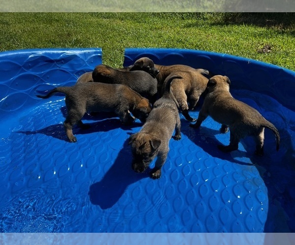 Medium Photo #1 Belgian Malinois Puppy For Sale in GREENVILLE, NC, USA