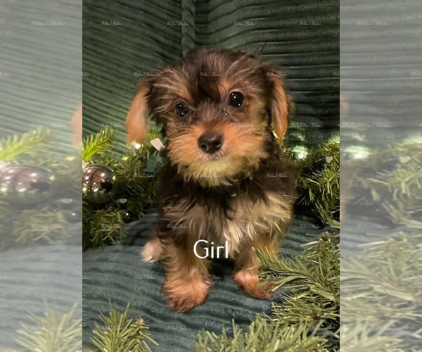 Medium Photo #1 Yorkshire Terrier Puppy For Sale in CLAREMORE, OK, USA