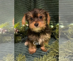 Small Photo #1 Yorkshire Terrier Puppy For Sale in CLAREMORE, OK, USA
