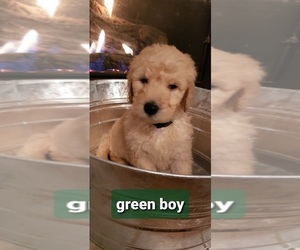 Goldendoodle Litter for sale in SPRINGFIELD, MO, USA