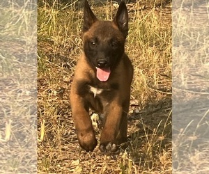 Belgian Malinois Litter for sale in CAVE JUNCTION, OR, USA