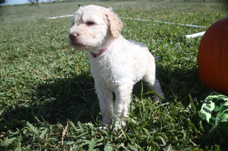 Goldendoodle Litter for sale in GODLEY, TX, USA