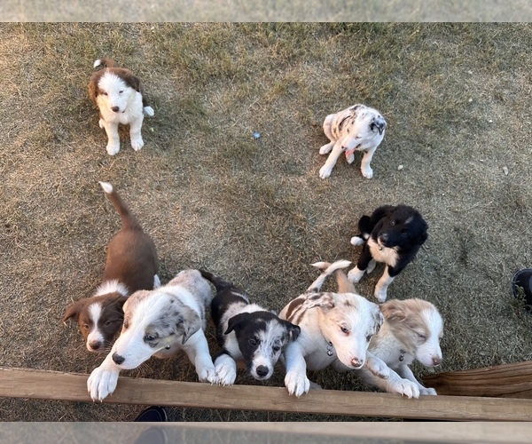 Medium Photo #1 Border Collie Puppy For Sale in CONVERSE, TX, USA