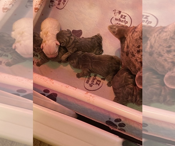 Medium Photo #1 French Bulldog Puppy For Sale in HOPKINSVILLE, KY, USA