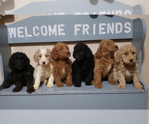Labradoodle Litter for sale in EDINA, MO, USA