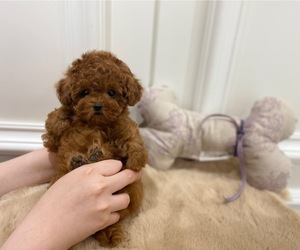 Medium Poodle (Toy)