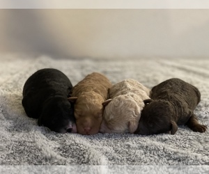 Goldendoodle (Miniature) Litter for sale in SAN ANTONIO, TX, USA
