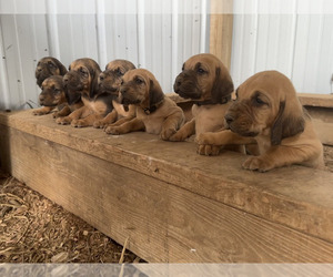 Bloodhound Litter for sale in SONORA, KY, USA