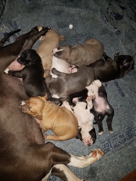 Medium Photo #1 American Pit Bull Terrier Puppy For Sale in GRIFFIN, GA, USA