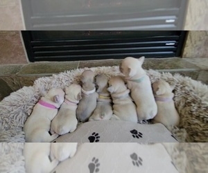 French Bulldog Litter for sale in COLORADO SPRINGS, CO, USA