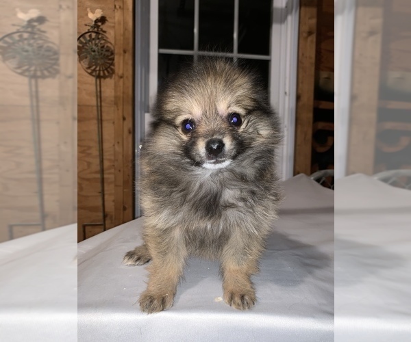 Medium Photo #1 Pomeranian Puppy For Sale in MIDDLEBORO, MA, USA