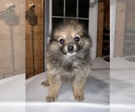 Small Photo #1 Pomeranian Puppy For Sale in MIDDLEBORO, MA, USA