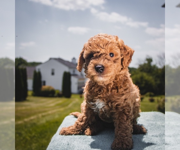 Medium Photo #1 Goldendoodle (Miniature) Puppy For Sale in COATESVILLE, PA, USA