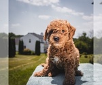 Small Photo #1 Goldendoodle (Miniature) Puppy For Sale in COATESVILLE, PA, USA