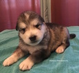 Small Photo #1 Alaskan Malamute Puppy For Sale in COURTLAND, VA, USA
