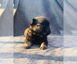 French Bulldog Litter for sale in TACOMA, WA, USA