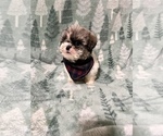 Small Photo #1 Shih-Poo Puppy For Sale in DINWIDDIE, VA, USA