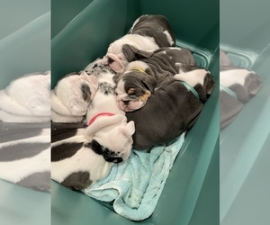 English Bulldog Litter for sale in VIRGINIA BEACH, VA, USA