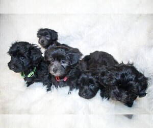 Havanese Litter for sale in ZION, IL, USA