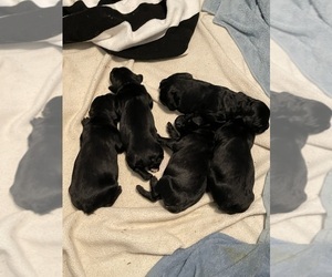 Schnoodle (Giant) Litter for sale in LUBBOCK, TX, USA