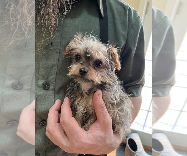 Medium Photo #1 Bichon Frise-YorkiePoo Mix Puppy For Sale in EMMITSBURG, MD, USA