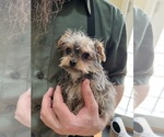 Small Photo #1 Bichon Frise-YorkiePoo Mix Puppy For Sale in EMMITSBURG, MD, USA
