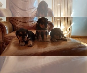 Airedale Terrier Litter for sale in HOMER, GA, USA