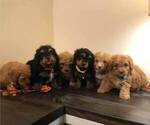 Small Photo #1 Miniature Bernedoodle Puppy For Sale in CORALVILLE, IA, USA