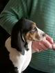 Small Photo #1 Treeing Walker Coonhound Puppy For Sale in WAKEFIELD, VA, USA