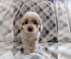 English Cocker Spaniel-Poodle (Toy) Mix Litter for sale in PEMBROKE, KY, USA