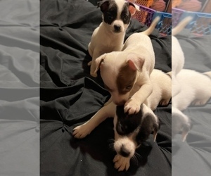 Chihuahua Litter for sale in CHEEKTOWAGA, NY, USA