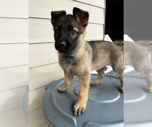 German Shepherd Dog Litter for sale in CONCORD, GA, USA