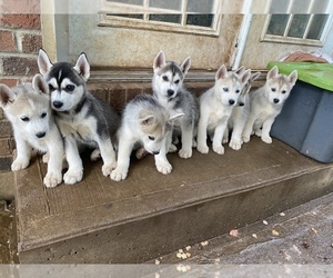 Medium Siberian Husky