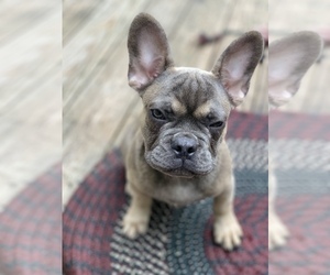 French Bulldog Litter for sale in BUSHKILL, PA, USA