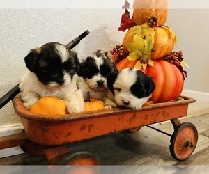 ShihPoo Litter for sale in PARIS, TX, USA