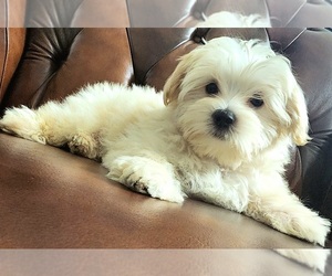 Maltese Litter for sale in WEST PALM BEACH, FL, USA