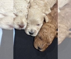 Goldendoodle (Miniature) Litter for sale in WOODWARD, IA, USA