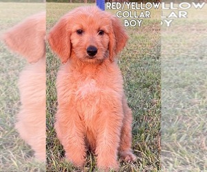 Goldendoodle Litter for sale in GROVETON, TX, USA