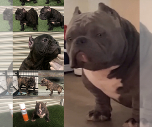 American Bully Litter for sale in LONG BEACH, CA, USA