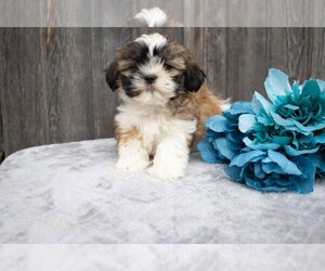 Shih Tzu Litter for sale in FRESNO, OH, USA