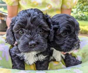 ShihPoo Litter for sale in MEADVILLE, PA, USA