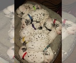 Small Photo #1 Dalmatian Puppy For Sale in ROMEOVILLE, IL, USA
